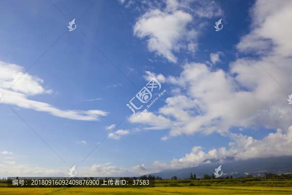 稻田