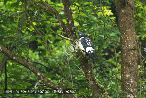 黑冠鵑隼側(cè)首正臉