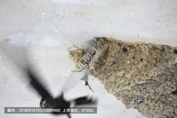 離巢-匯圖網(wǎng) www.fosd68.com 離巢