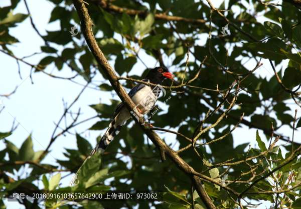 萬(wàn)綠叢中一點(diǎn)紅