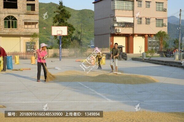 曬谷