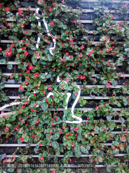 綠植墻
