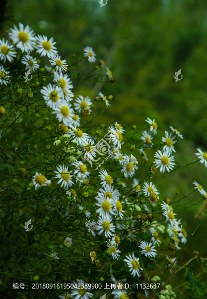 山菊花