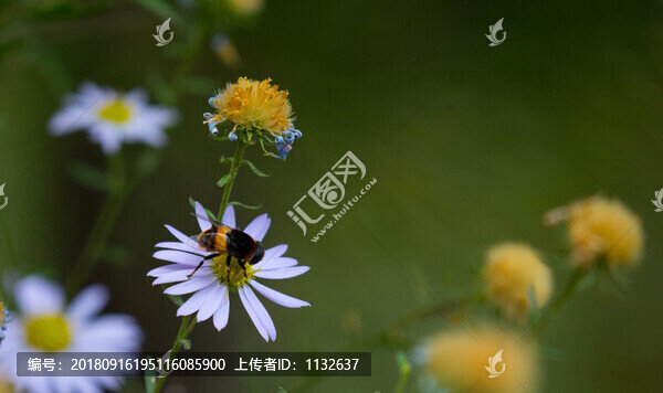 山菊花