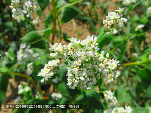 蕎麥花