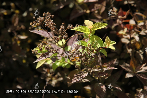 繡線菊