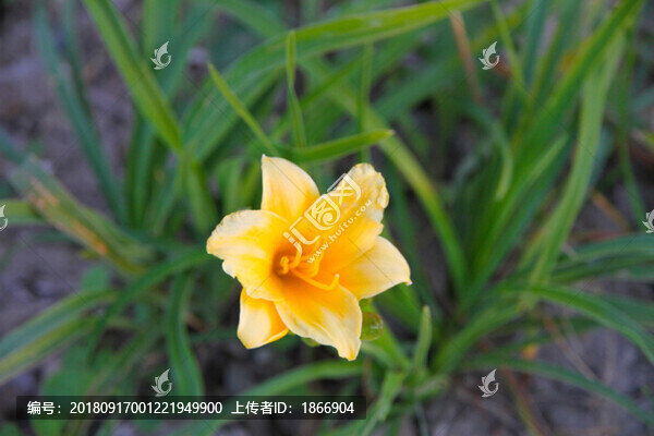 金娃娃萱草
