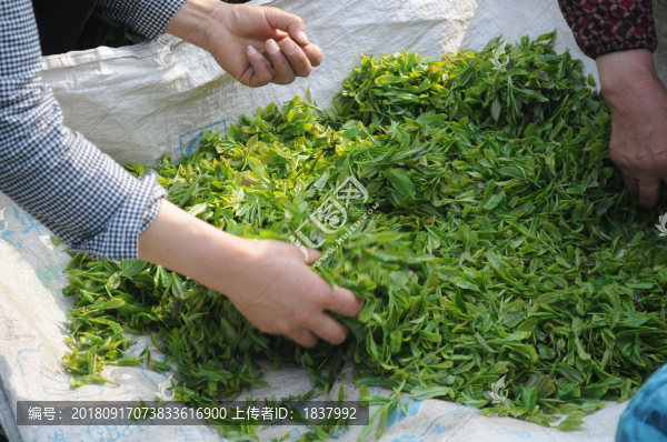 茶園