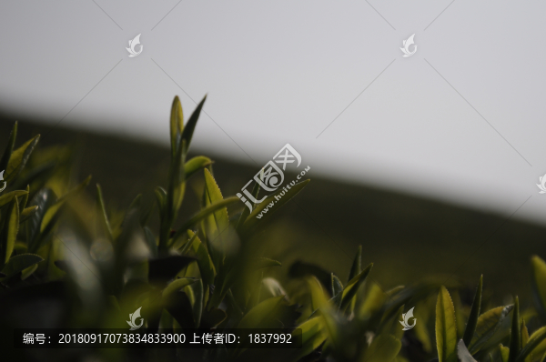 茶園