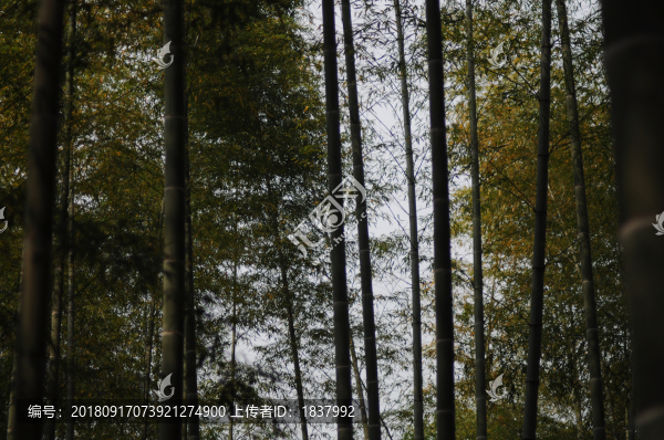 竹海深處