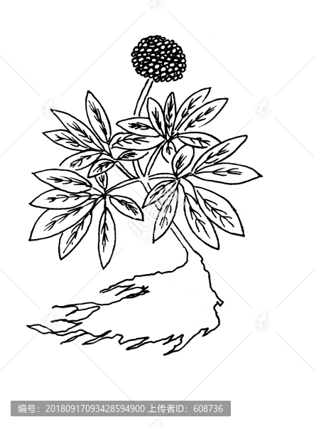 三七線稿