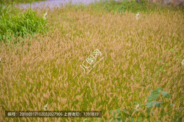 狼尾草