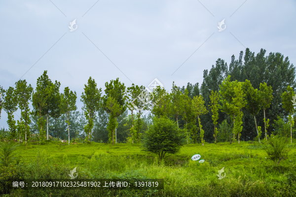樹林綠草