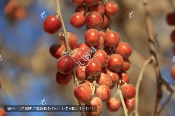 沙棗果實(shí)
