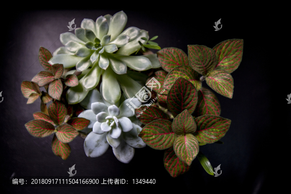 多肉植物