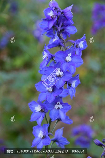 紫色翠雀花