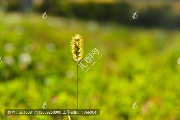 狗尾草