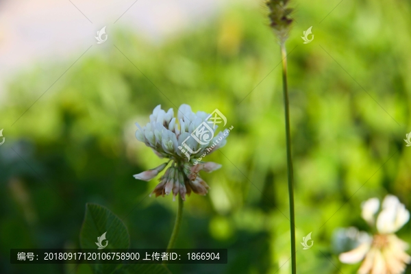 樸素的美