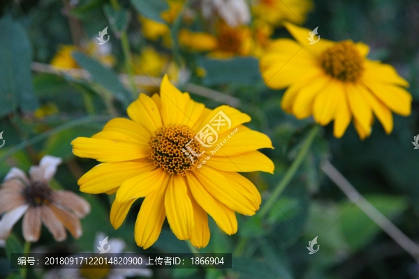 日光菊
