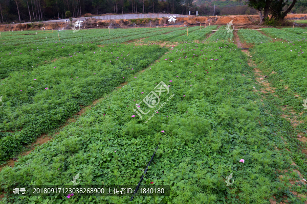 田野