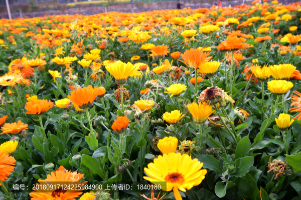 美麗鮮花