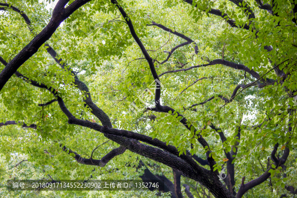 茂盛綠樹