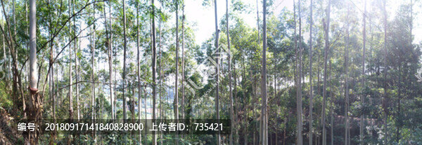 桉樹林