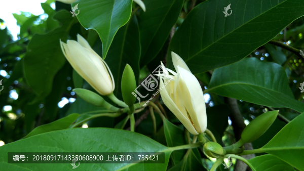 白蘭花