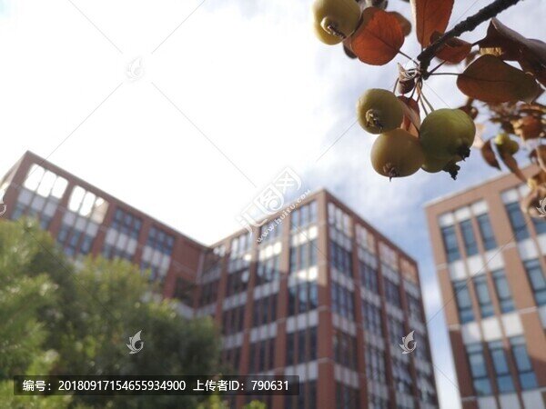 建筑虛化背景海棠果