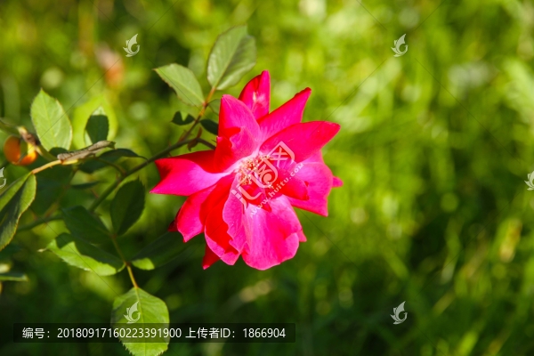 紅色月季