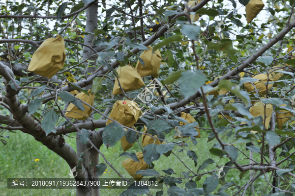 陜北蘋果園