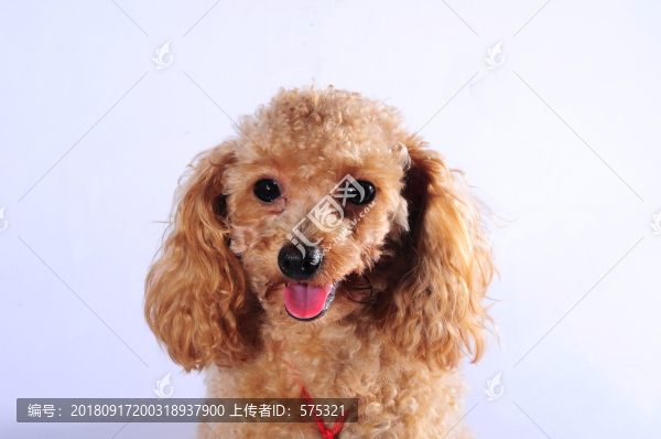 泰迪犬