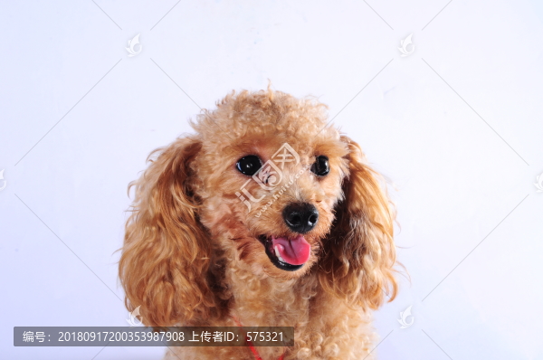 泰迪犬