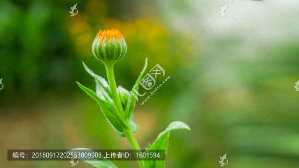 花苞