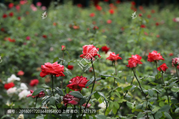 月季園