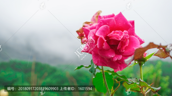 玫瑰花
