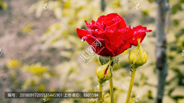 玫瑰花