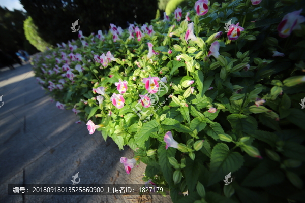夏堇