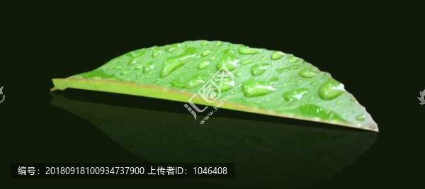 一片帶水珠的葉子