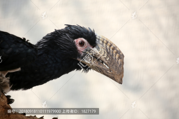 噪犀鳥