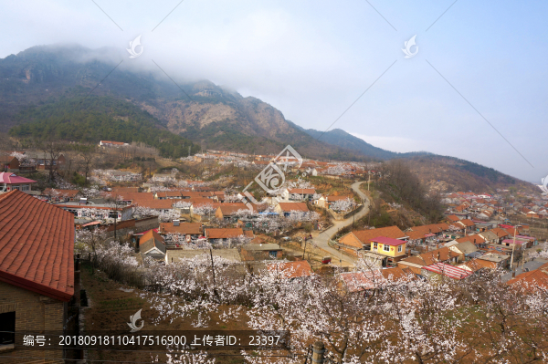 大孤山杏花