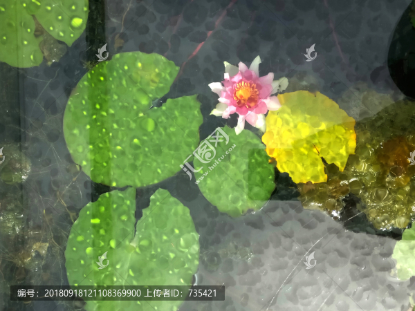 蓮花