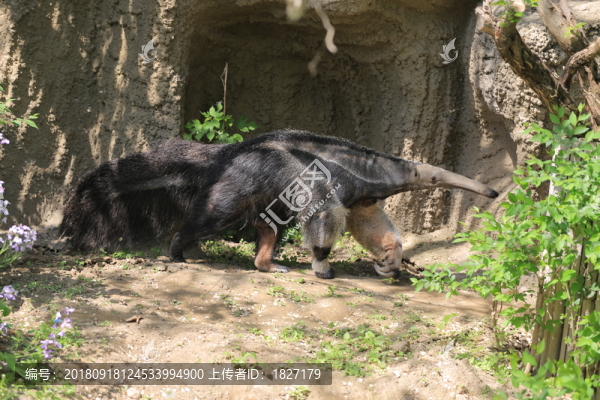 食蟻獸