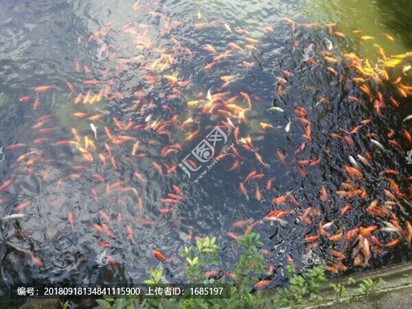 金魚