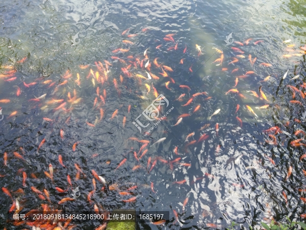 金魚(yú)