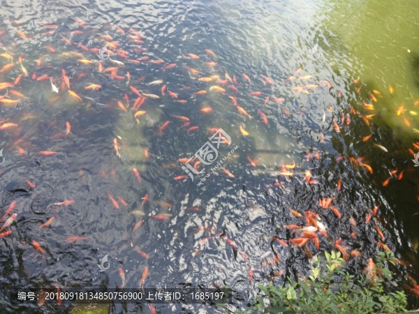 金魚