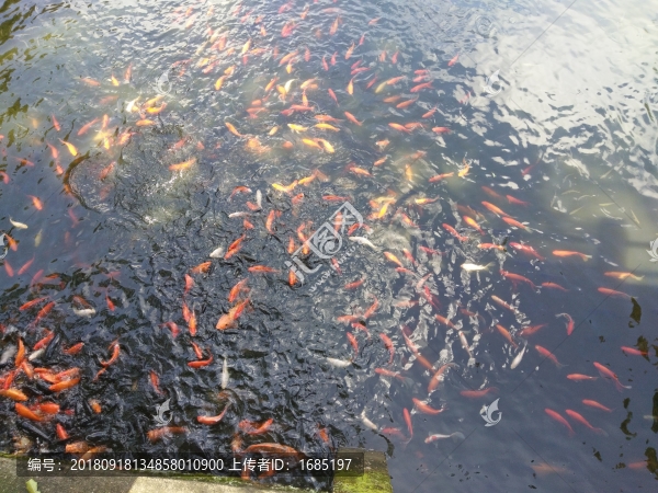 金魚