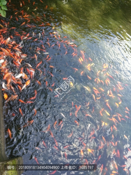 金魚