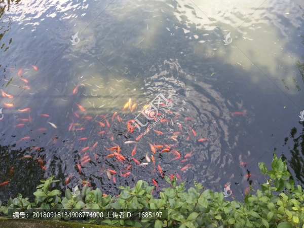 金魚
