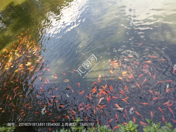 金魚